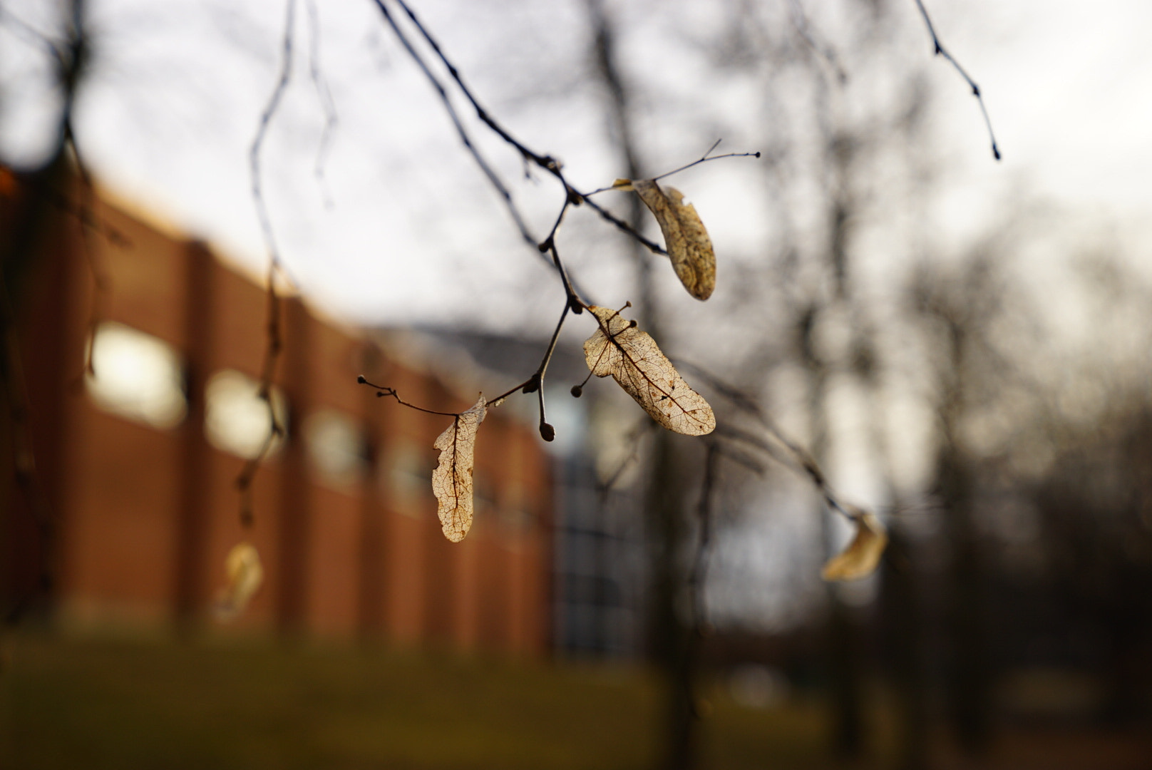 Sony a7 II + Sony FE 24-70mm F2.8 GM sample photo