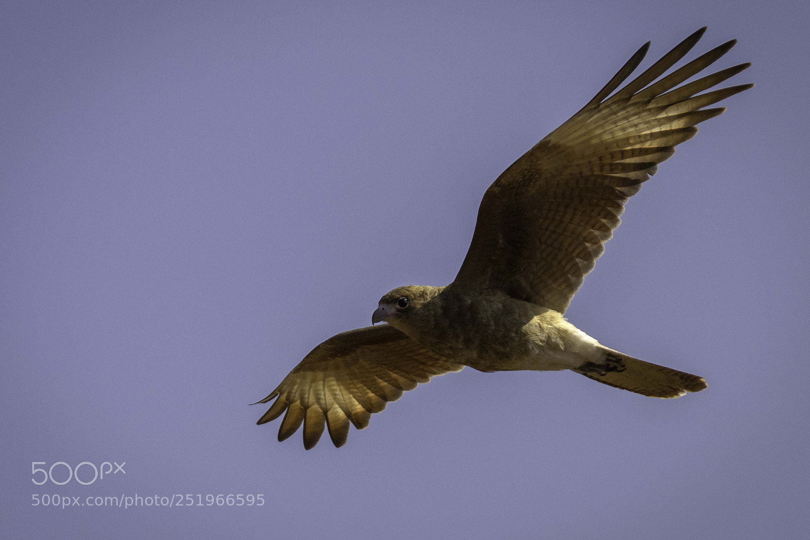 Nikon D7000 sample photo. Flight photography