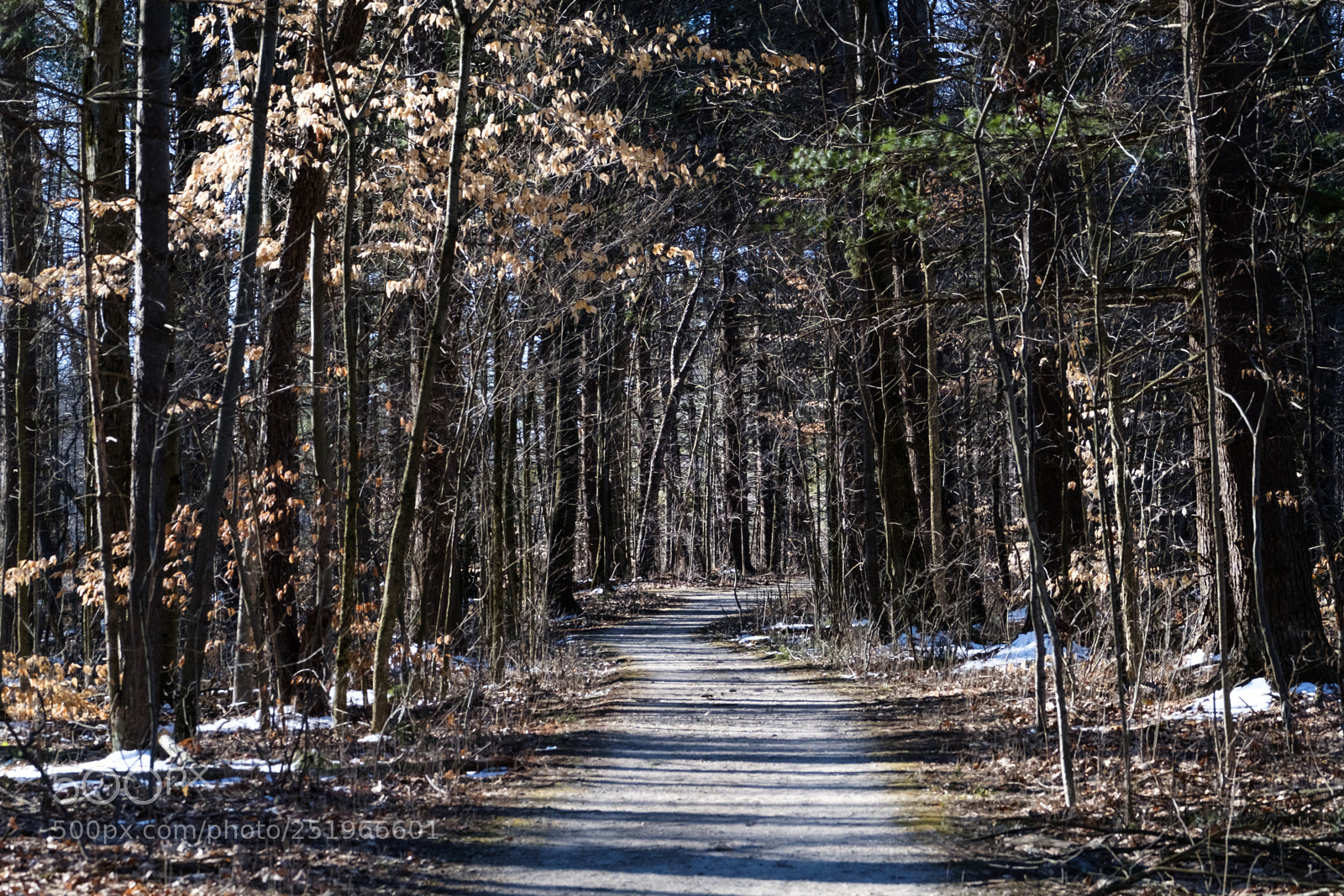 Fujifilm X-T2 sample photo. Path in the woods photography