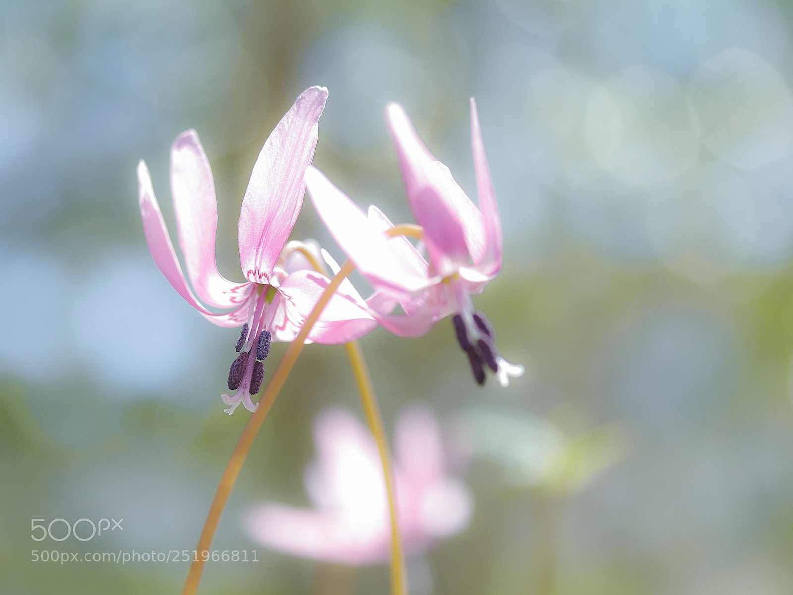 Canon EOS 80D sample photo. Katakuri photography