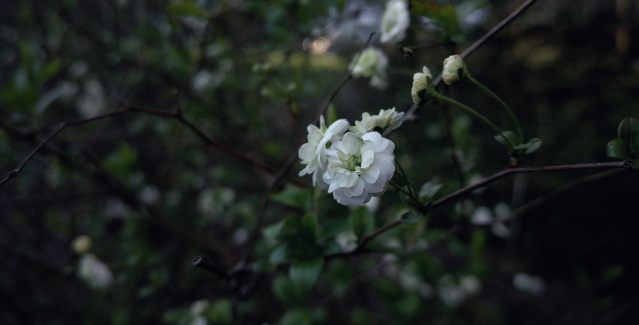 OnePlus A3000 sample photo. Spirea at dusk photography