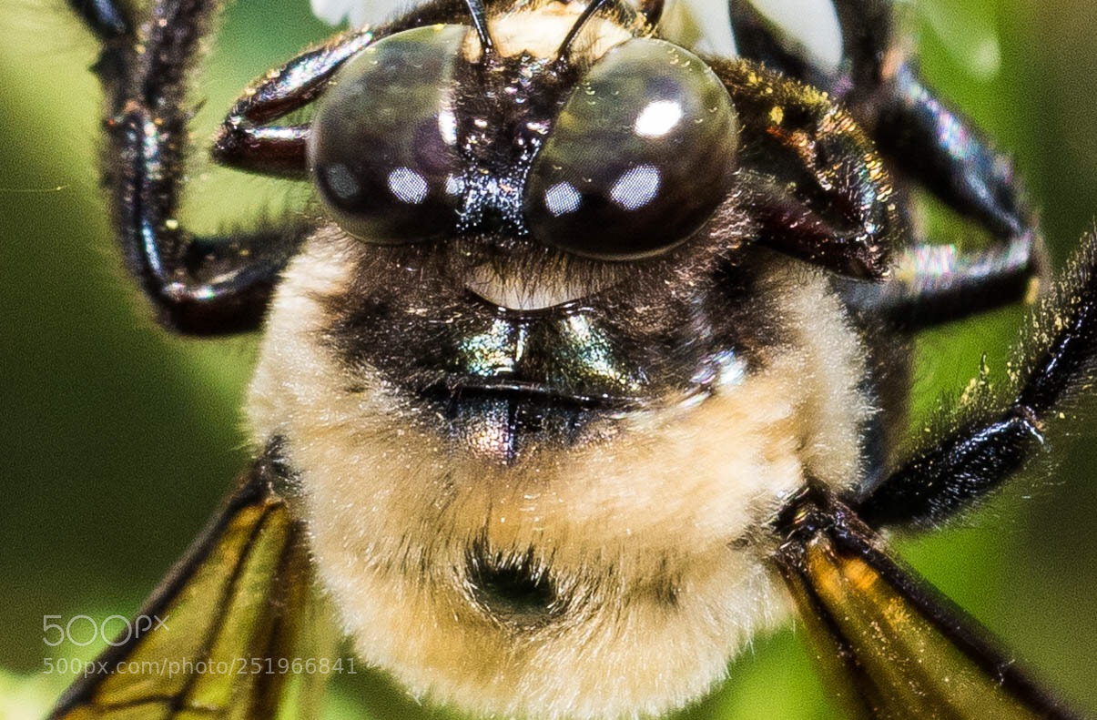 Nikon D850 sample photo. Bumblebee  photography