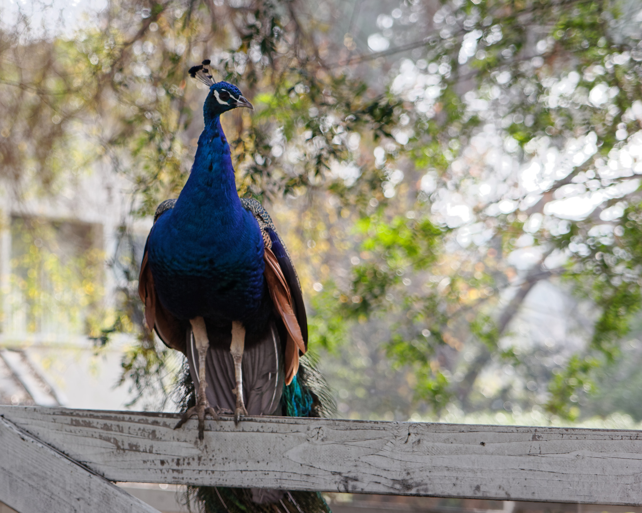 Canon EOS 60D sample photo. Peacock on a fence photography