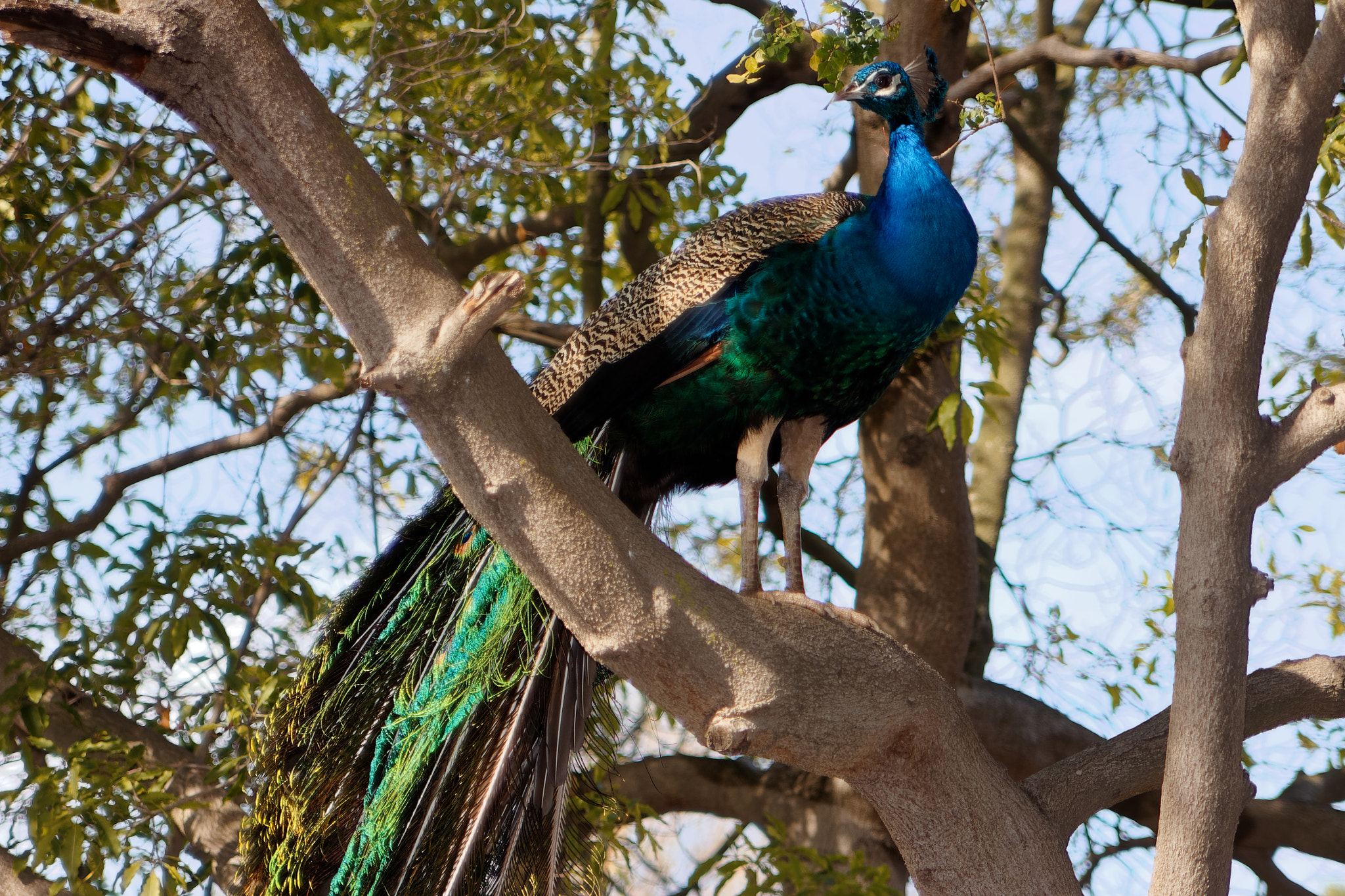 Canon EOS 60D sample photo. Peacock in a tree photography
