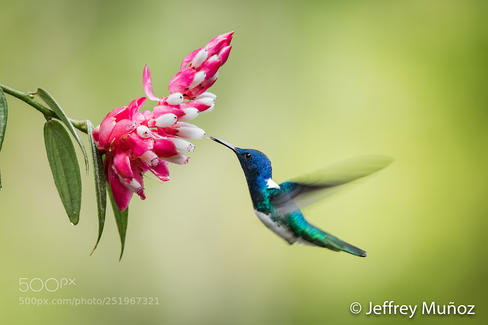 Canon EOS 5D Mark IV sample photo. White-necked jacobin photography