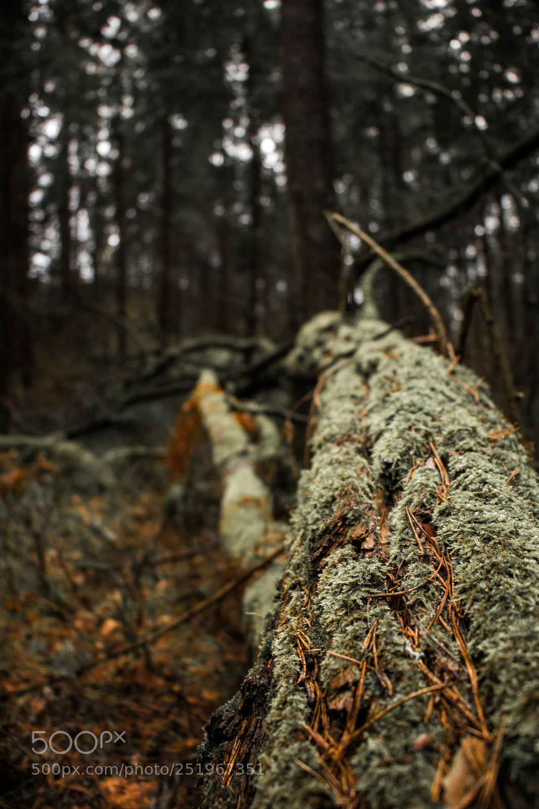 Canon EOS 750D (EOS Rebel T6i / EOS Kiss X8i) sample photo. Fallen giant photography