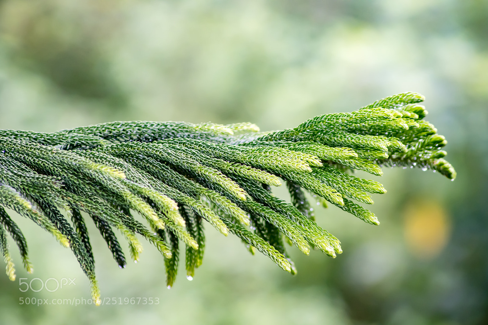 Nikon D500 sample photo. Nature photography