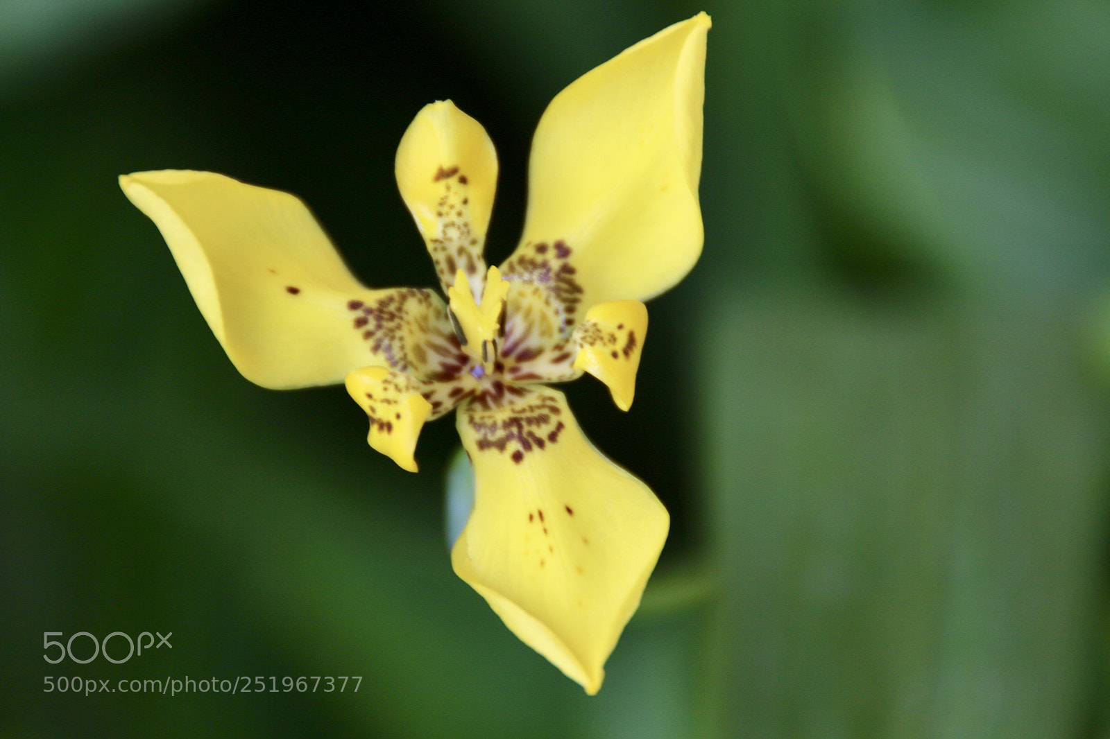 Canon EOS 700D (EOS Rebel T5i / EOS Kiss X7i) sample photo. Yellow orchid photography