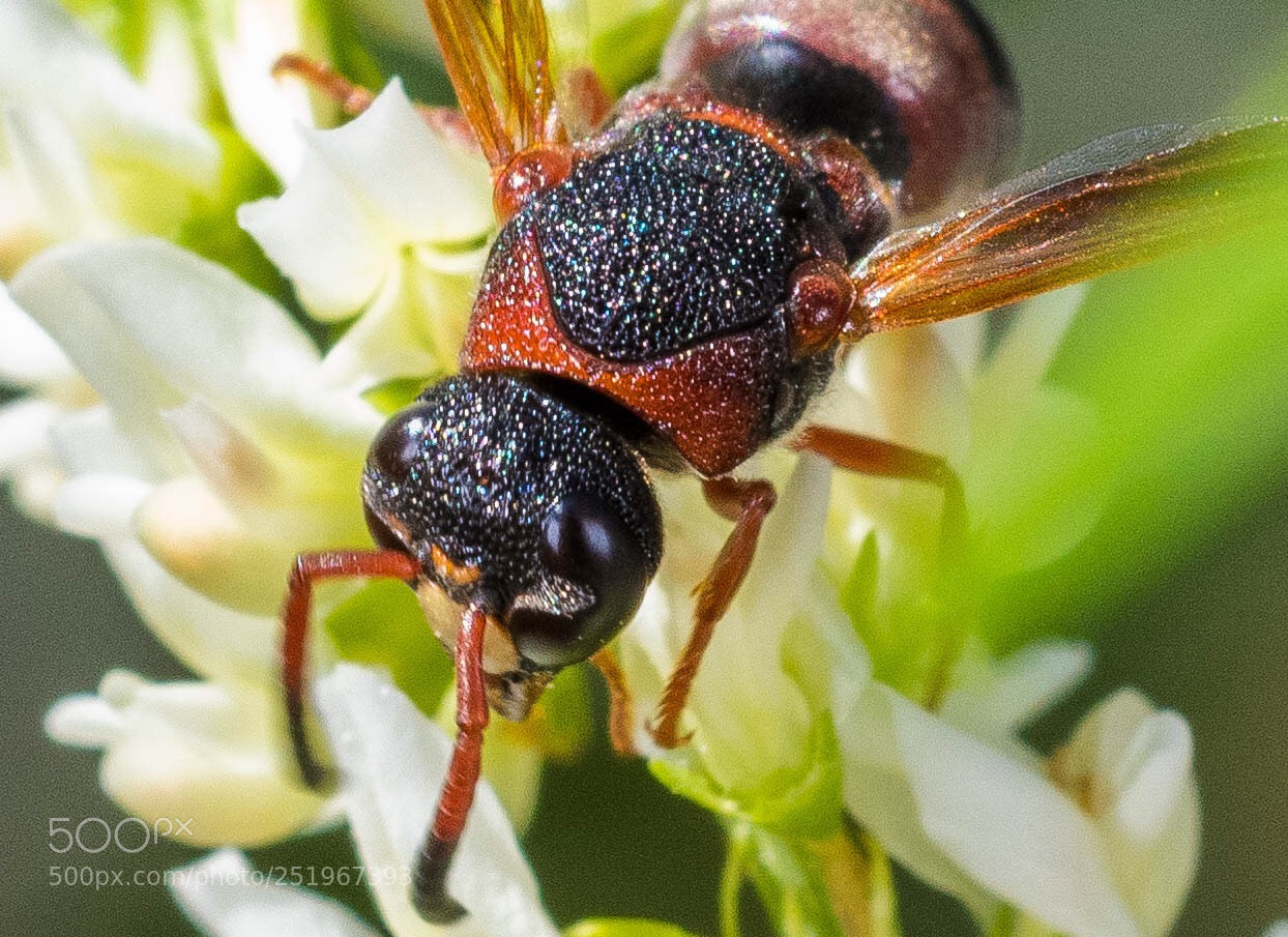 Nikon D850 sample photo. Wasp photography