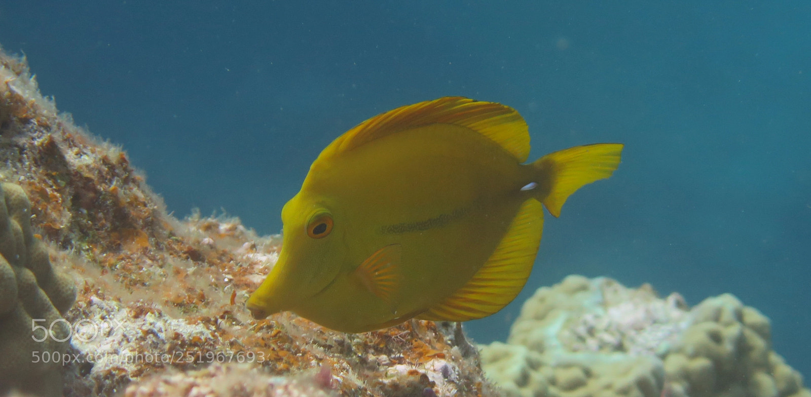 Canon PowerShot G16 sample photo. Yellow tang photography