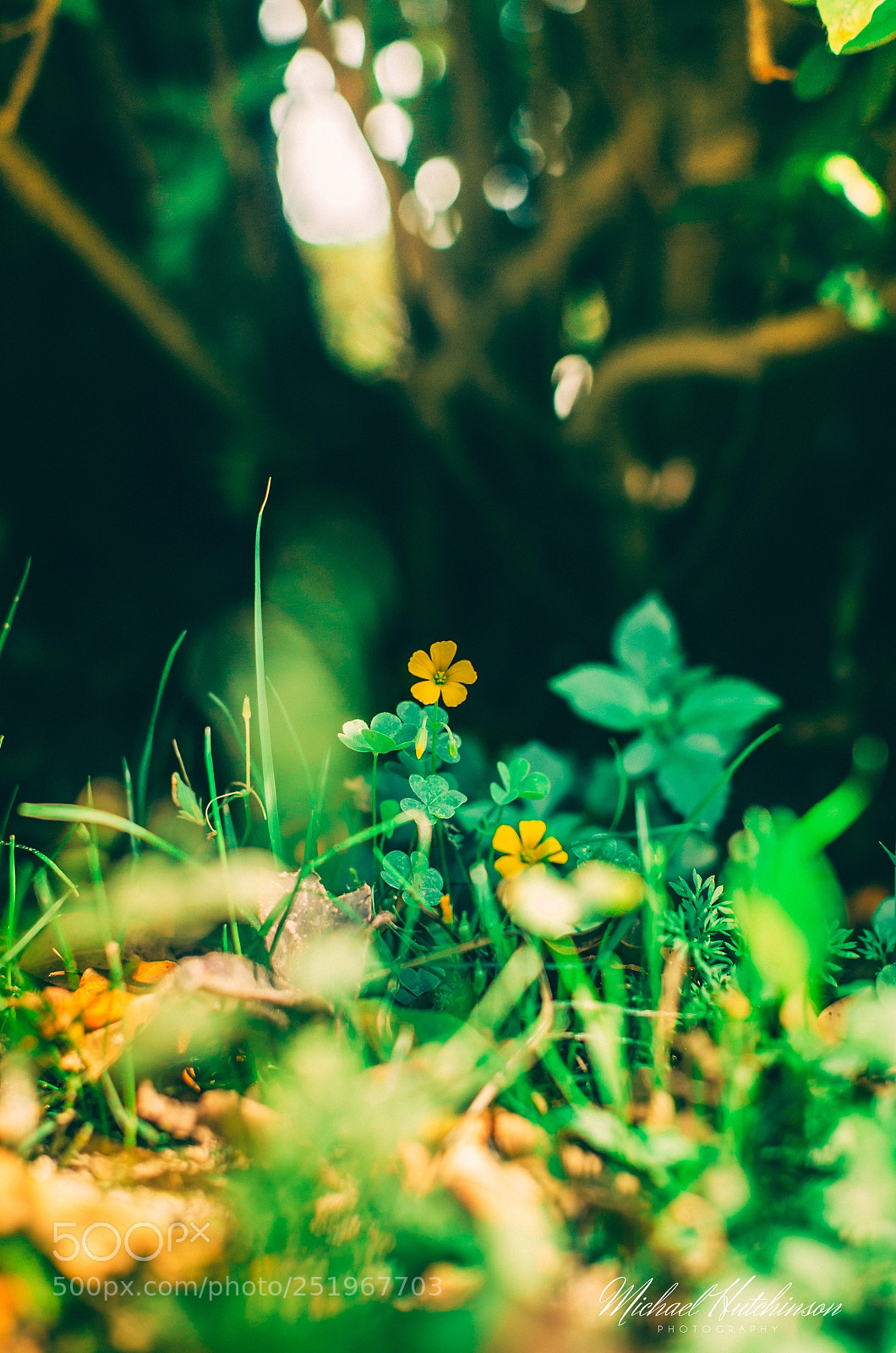 Nikon D7000 sample photo. Yellow flower photography