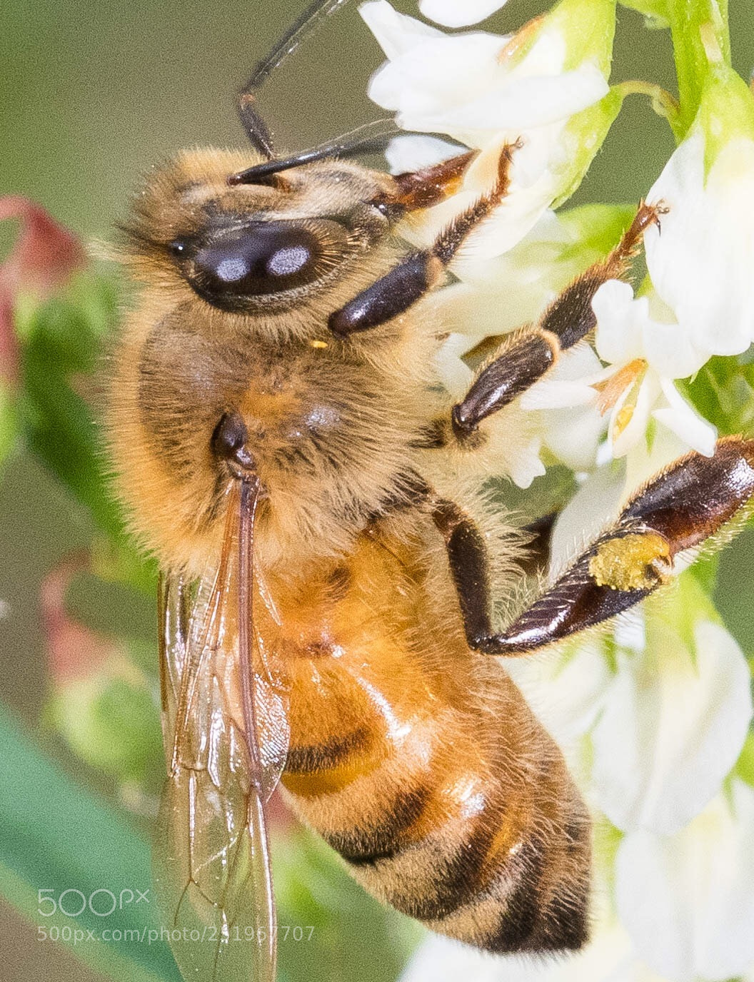 Nikon D850 sample photo. Honeybee  photography
