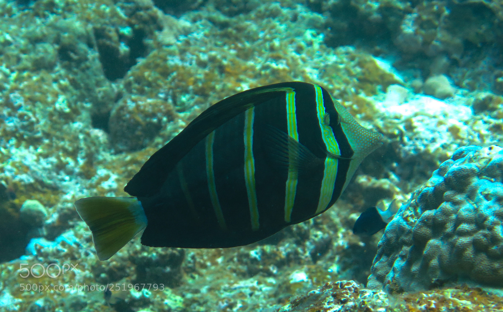 Canon PowerShot G16 sample photo. Pacific sailfin tang photography