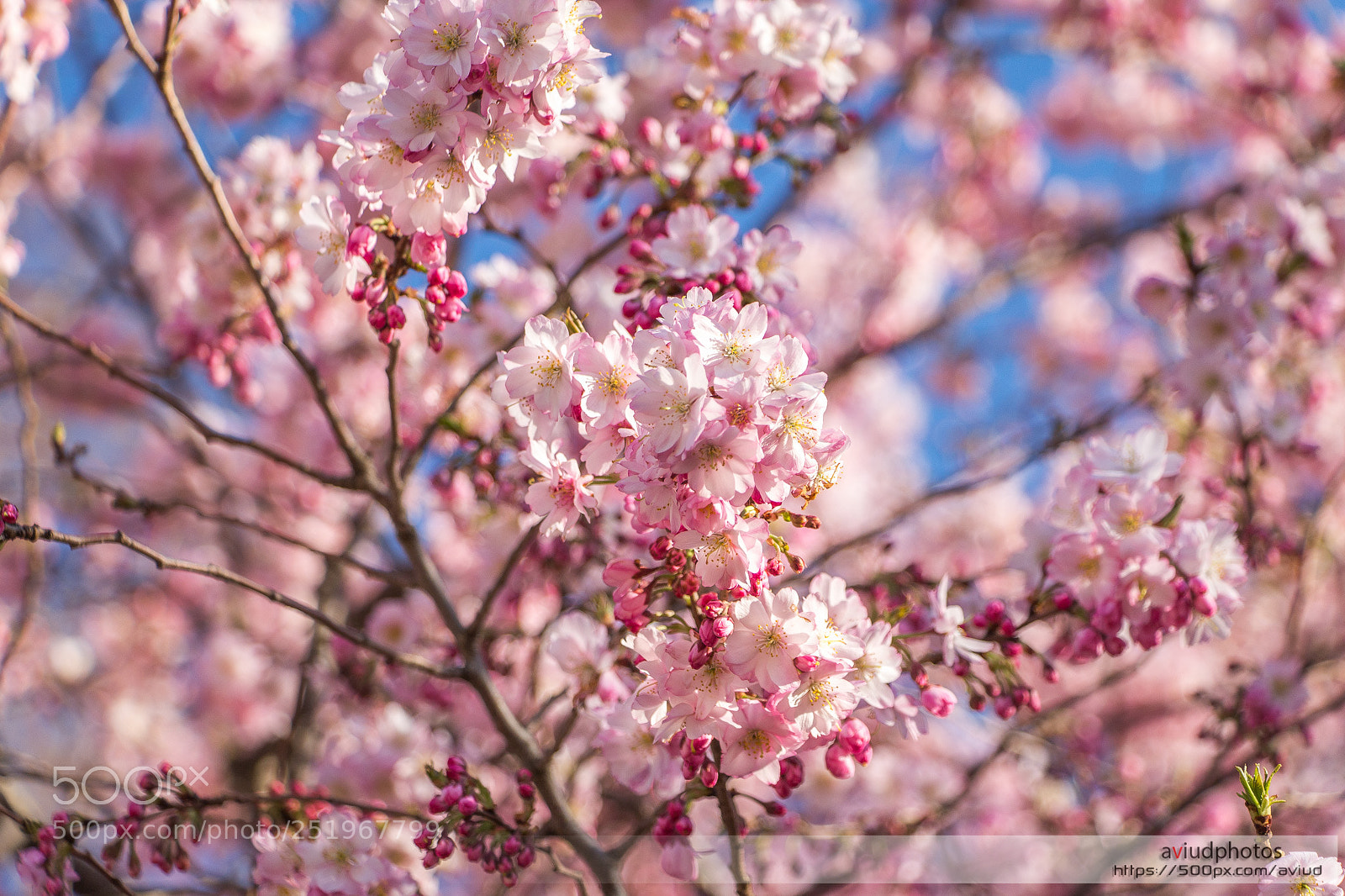 Canon EOS 700D (EOS Rebel T5i / EOS Kiss X7i) sample photo. Dc cherry blossom photography