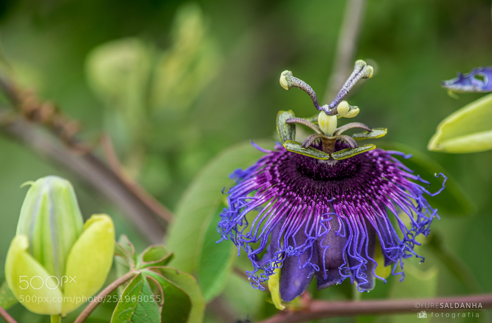 Nikon D5300 sample photo. Flor de maracuj do photography