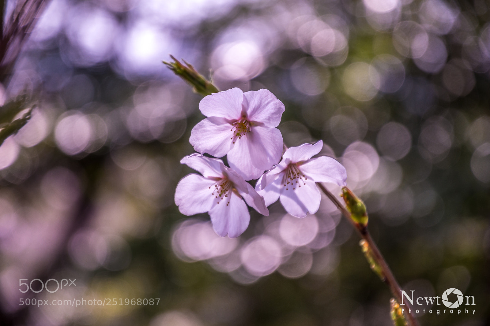 Nikon D7200 sample photo. Sakura season photography