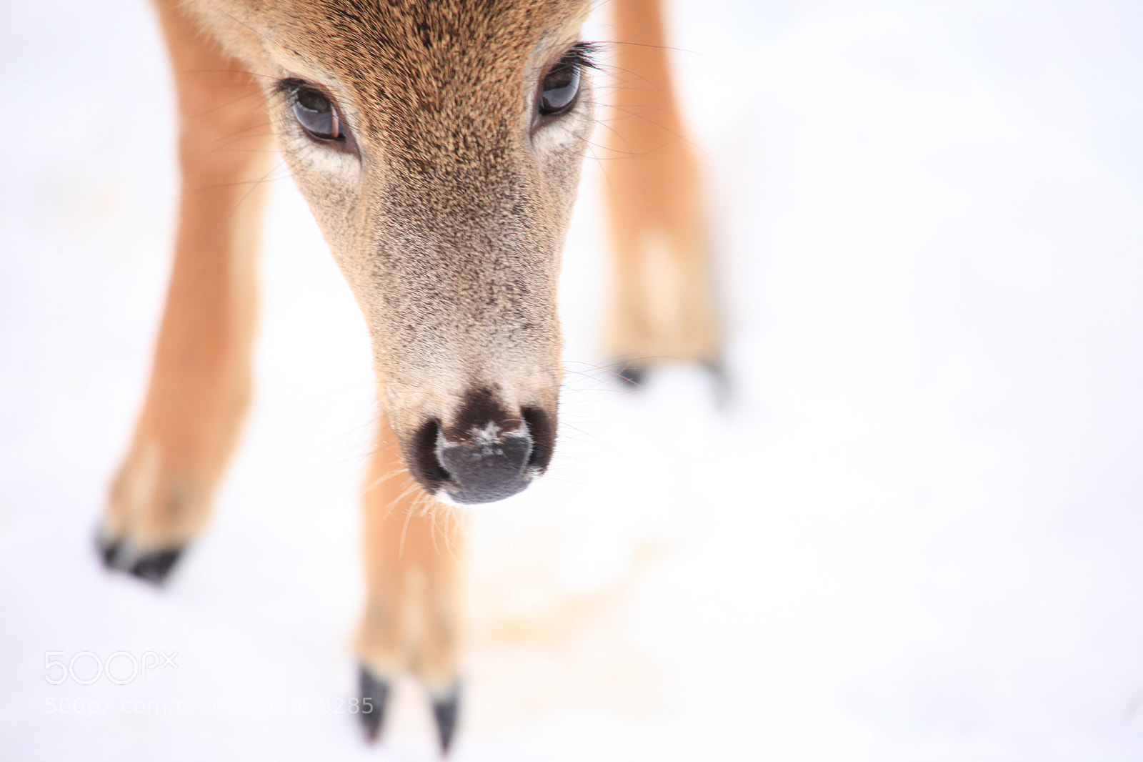 Canon EOS 5D Mark II sample photo. Innocent eyes photography