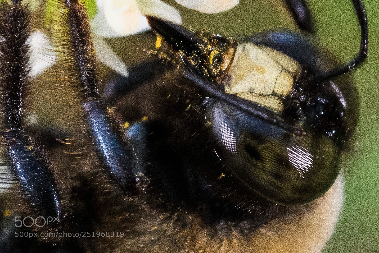 Nikon D850 sample photo. Bumblebee  photography