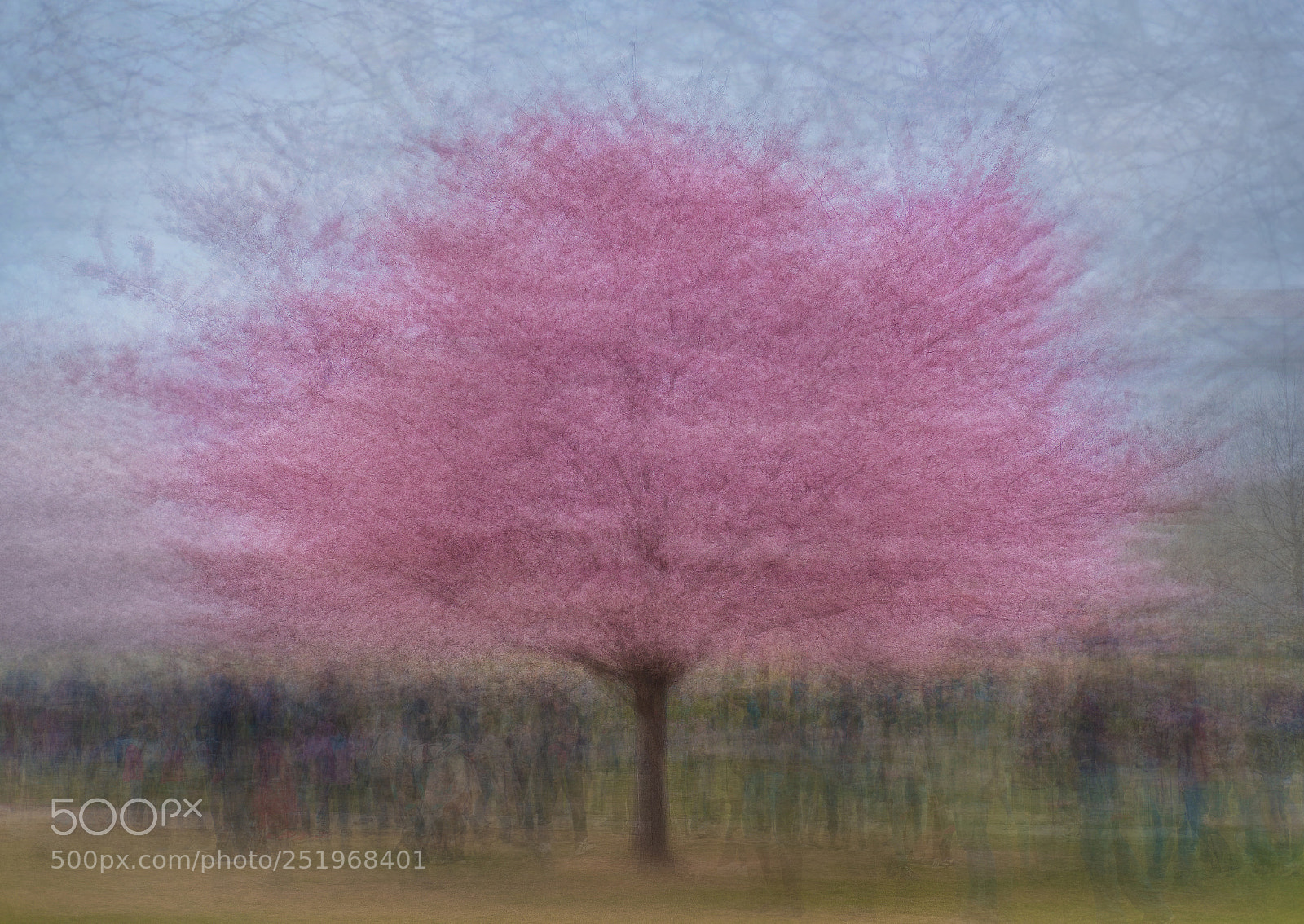 Fujifilm X-T2 sample photo. Cherry blossom crowds photography