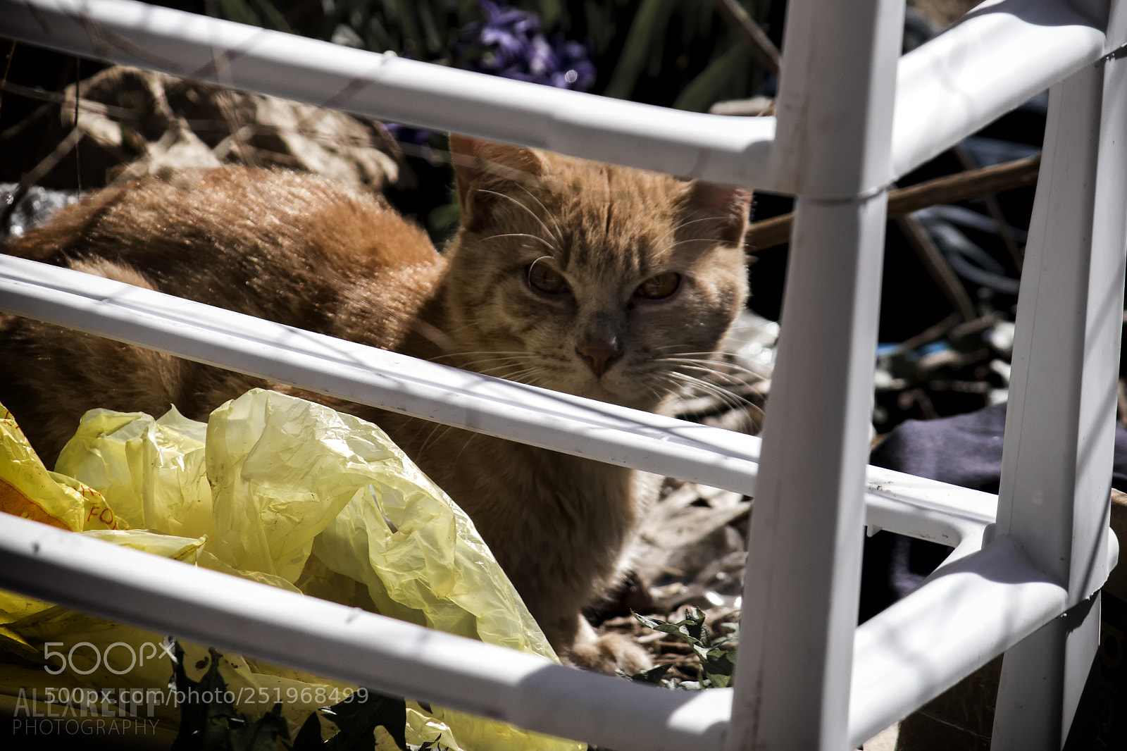 Canon EOS 100D (EOS Rebel SL1 / EOS Kiss X7) sample photo. Angry trash cat photography