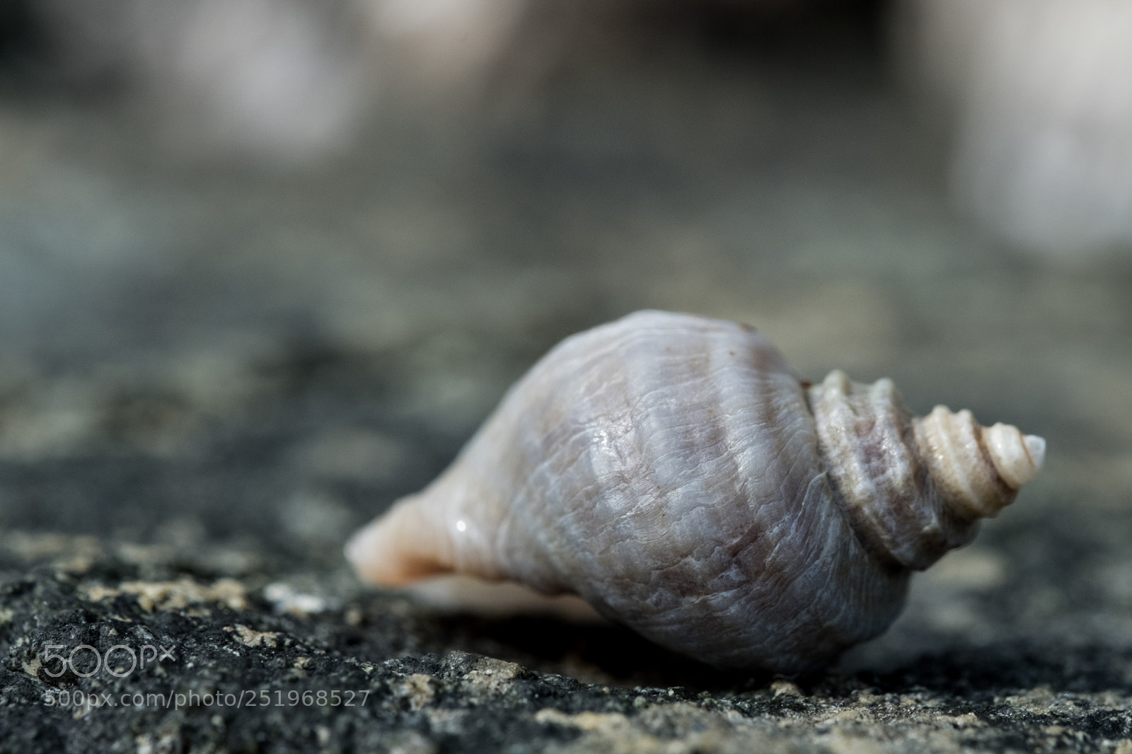 Fujifilm X-T20 sample photo. Empty nest photography