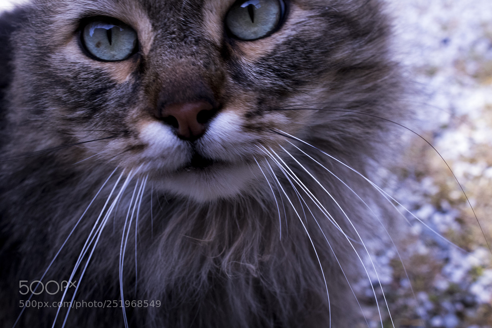 Canon EOS 750D (EOS Rebel T6i / EOS Kiss X8i) sample photo. Fluffy cat #3 photography