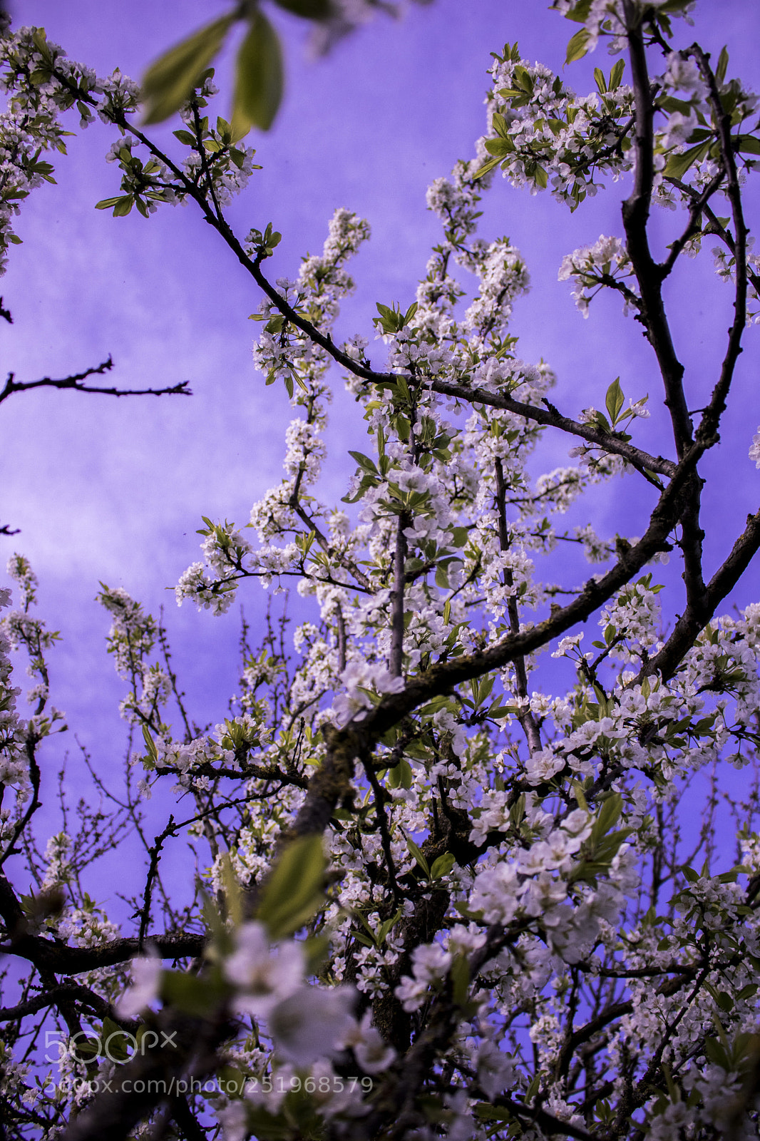 Canon EOS 750D (EOS Rebel T6i / EOS Kiss X8i) sample photo. Fantasy photography