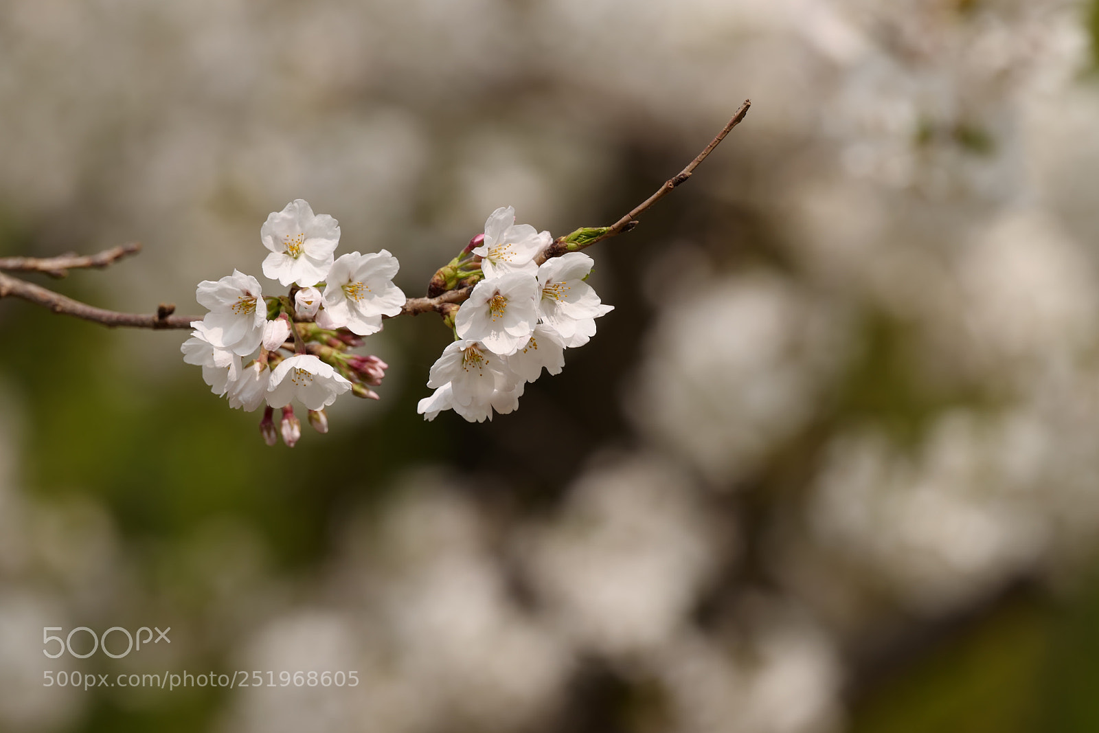 Leica SL (Typ 601) sample photo. Untitled photography