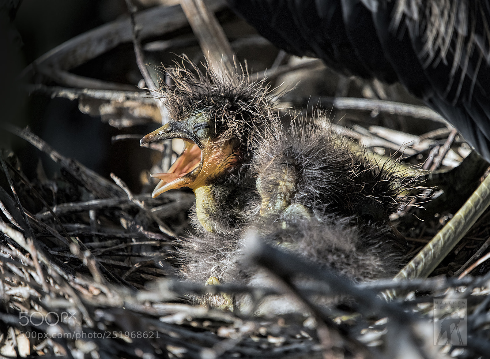 Nikon D810 sample photo. Two days old, chick photography