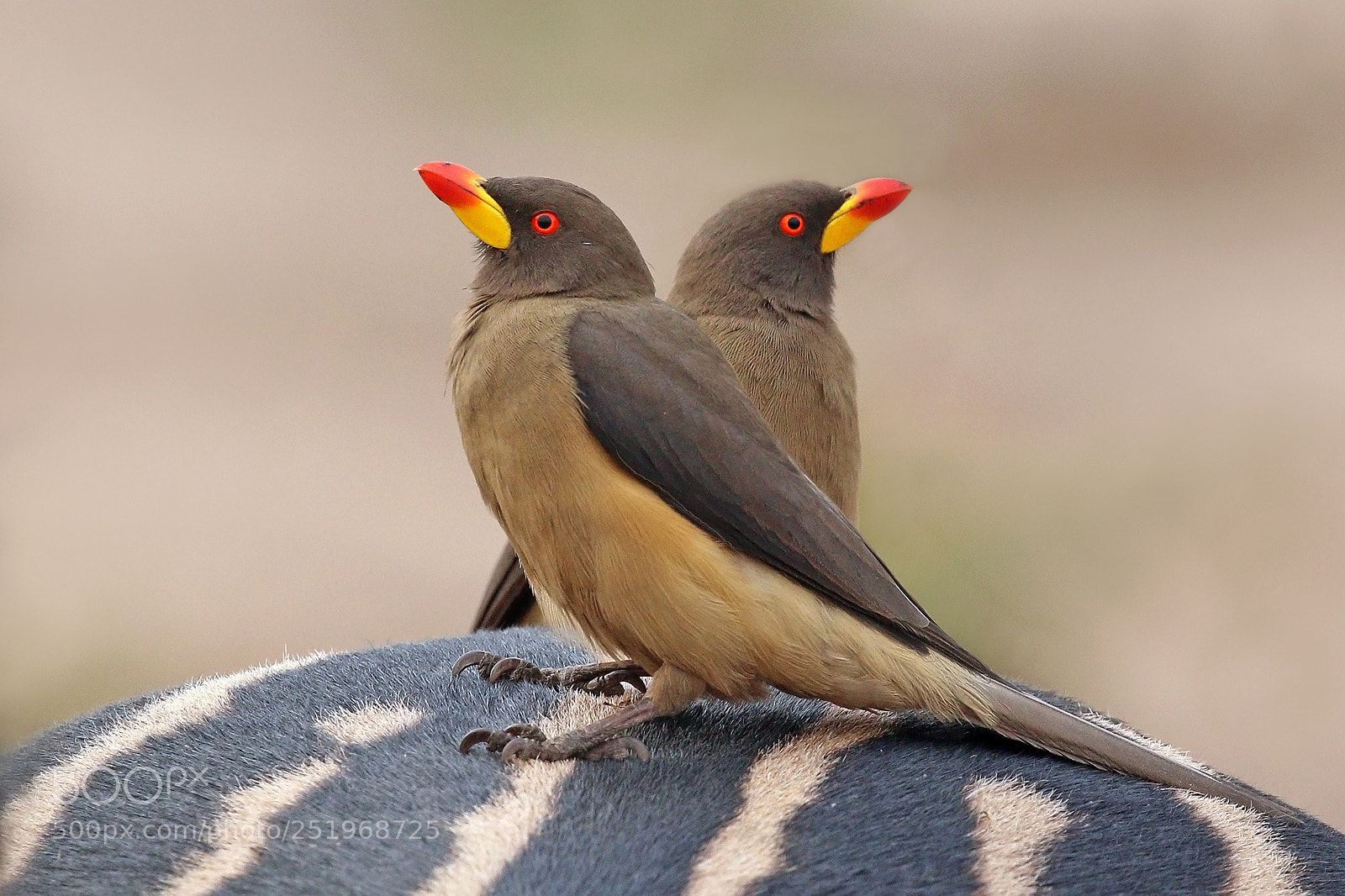 Canon EOS 70D sample photo. Picture of the day photography