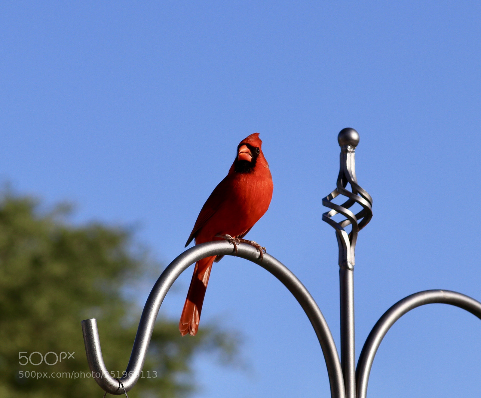 Canon EOS 80D sample photo. Northern cardinal male photography