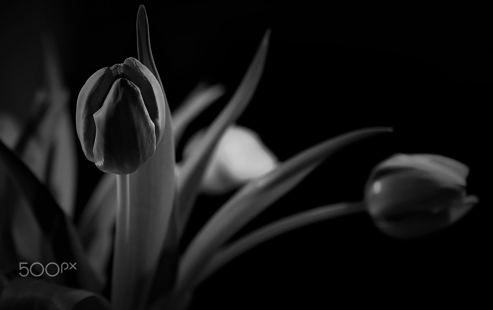 Tamron SP 70-200mm F2.8 Di VC USD sample photo. Tulips - act ii photography