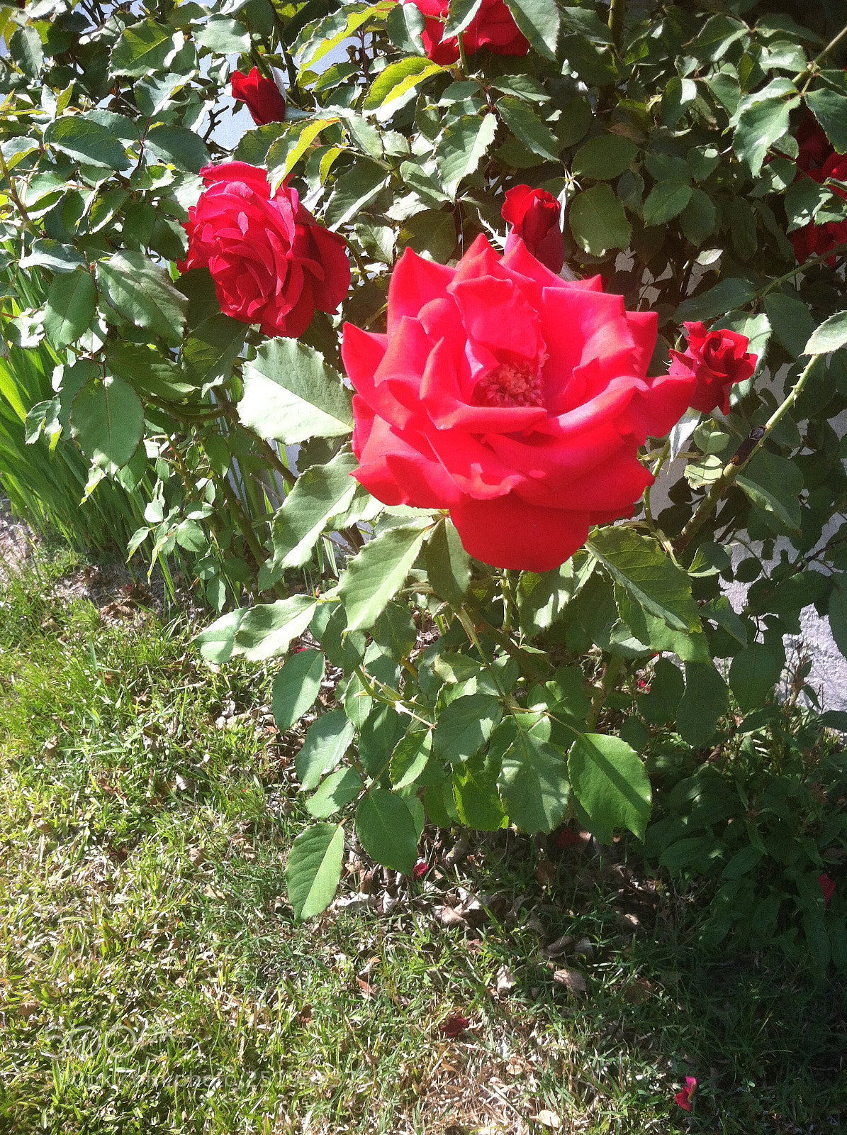 Apple iPhone 4 sample photo. Nature photography