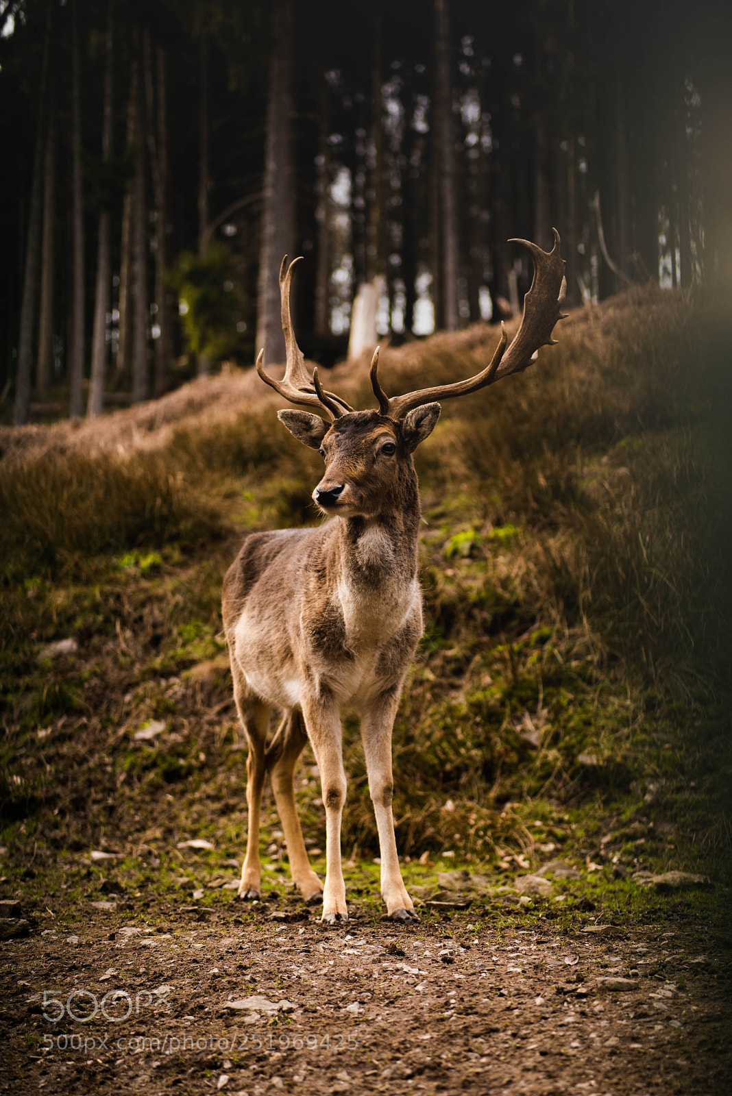 Nikon D750 sample photo. Deer. photography