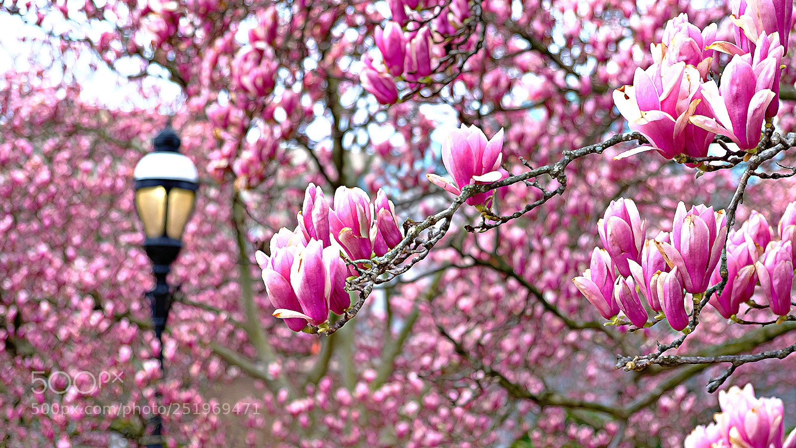 Fujifilm X-Pro2 sample photo. Cherries a blossoming! photography