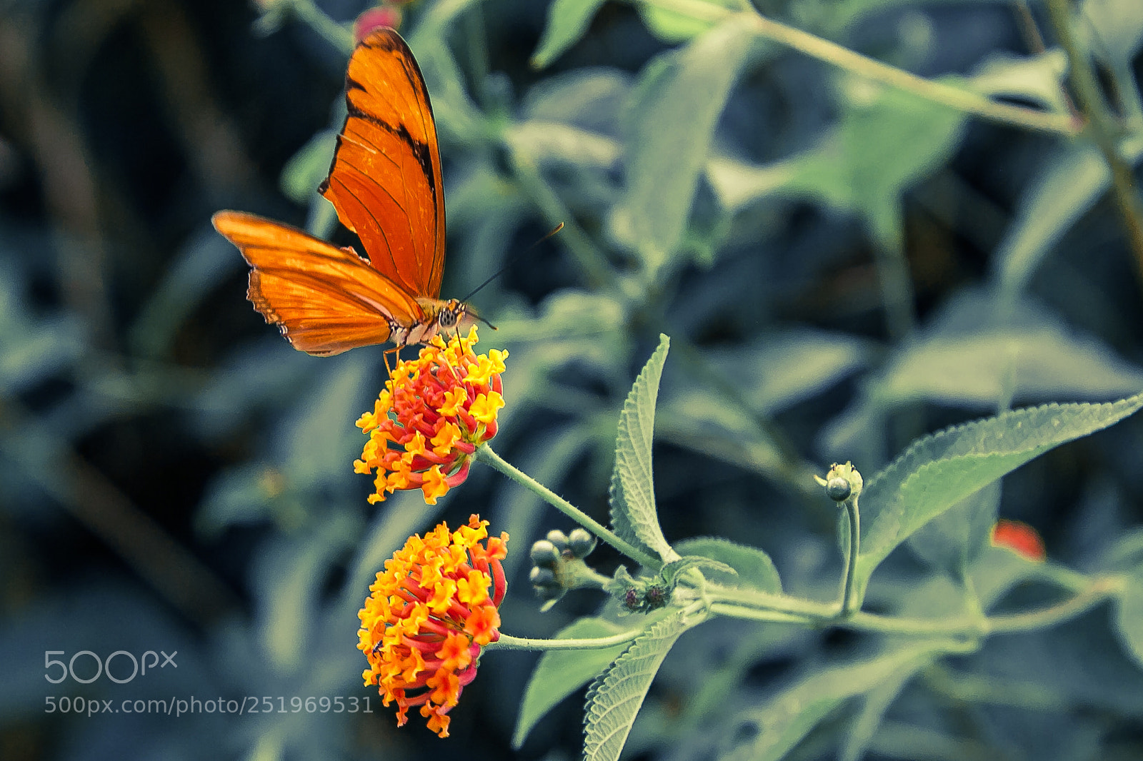 Canon EOS 5D Mark II sample photo. Butterfly effect photography
