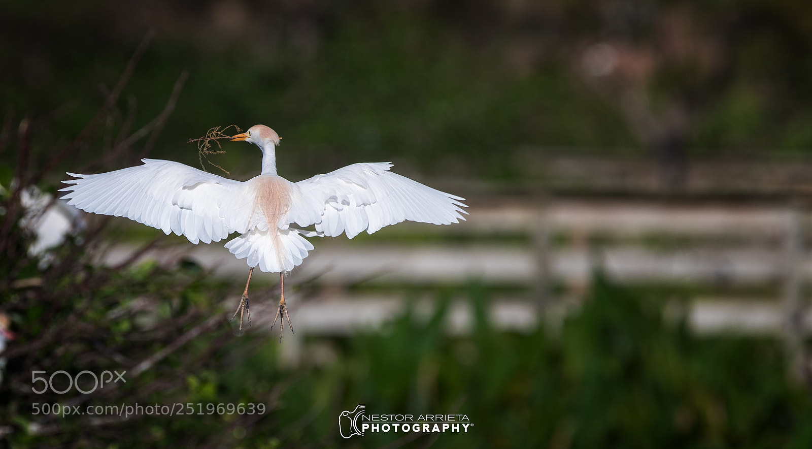 Canon EOS-1D X Mark II sample photo. Bubulcus ibis photography