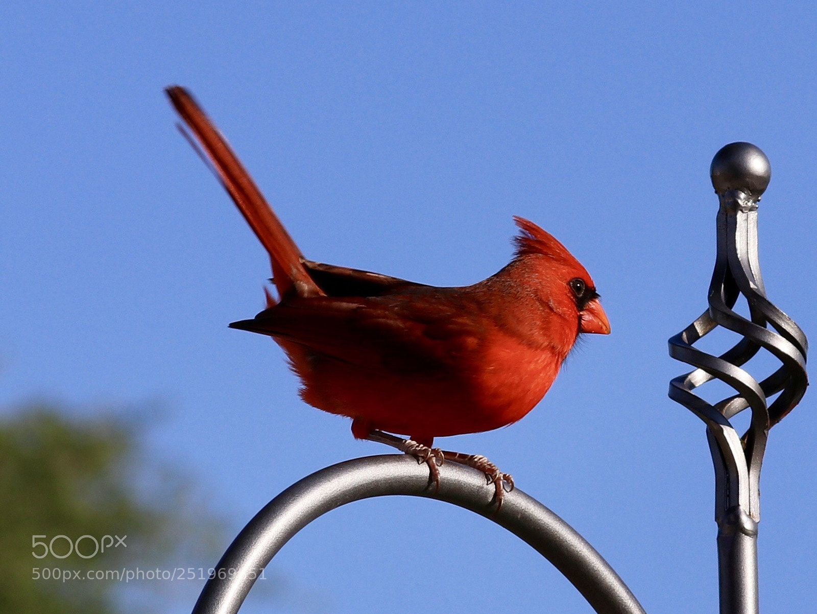 Canon EOS 80D sample photo. Male cardinal closeup  photography