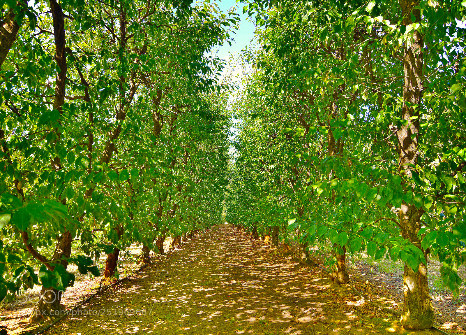 Nikon D7100 sample photo. Apple trees photography
