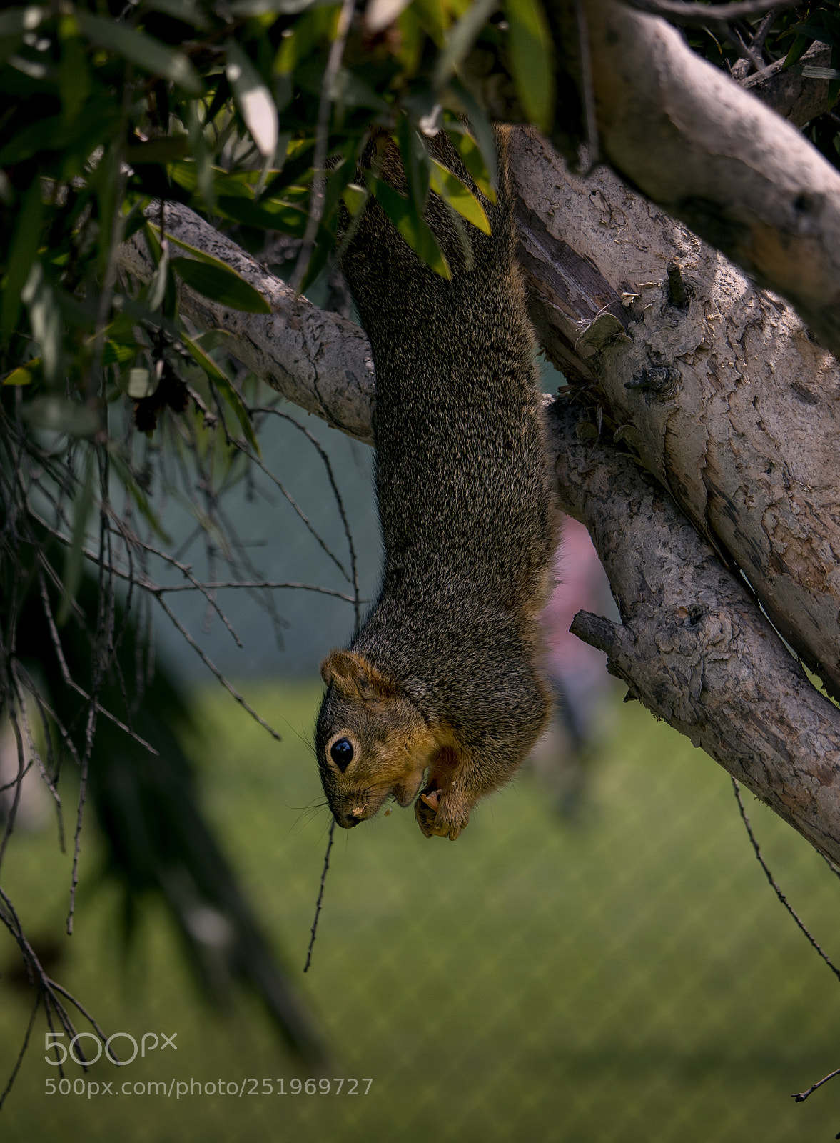 Canon EOS 750D (EOS Rebel T6i / EOS Kiss X8i) sample photo. Hanging squirrel photography