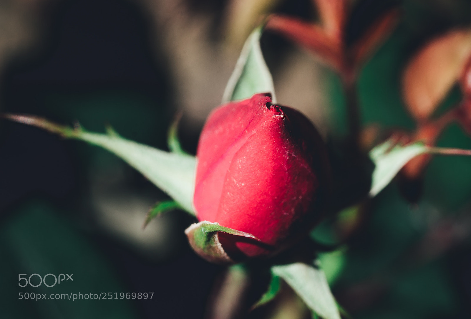 Sony SLT-A99V sample photo. Rose bud photography