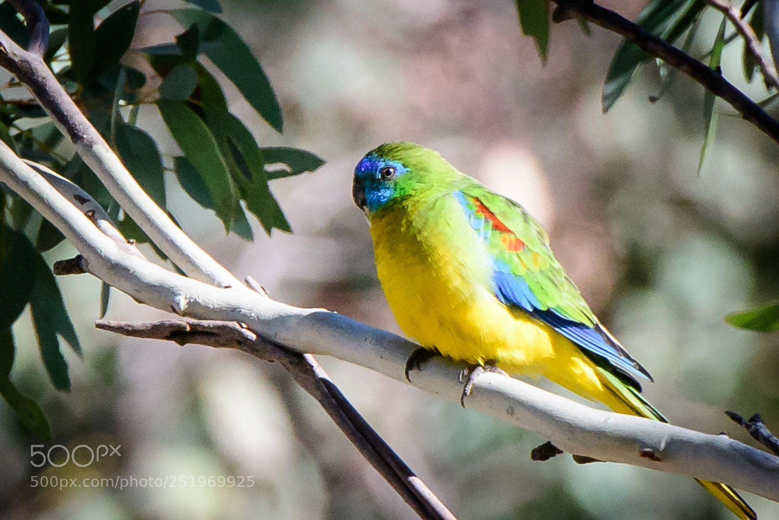 Nikon D500 sample photo. Turquoise parrot (male) photography