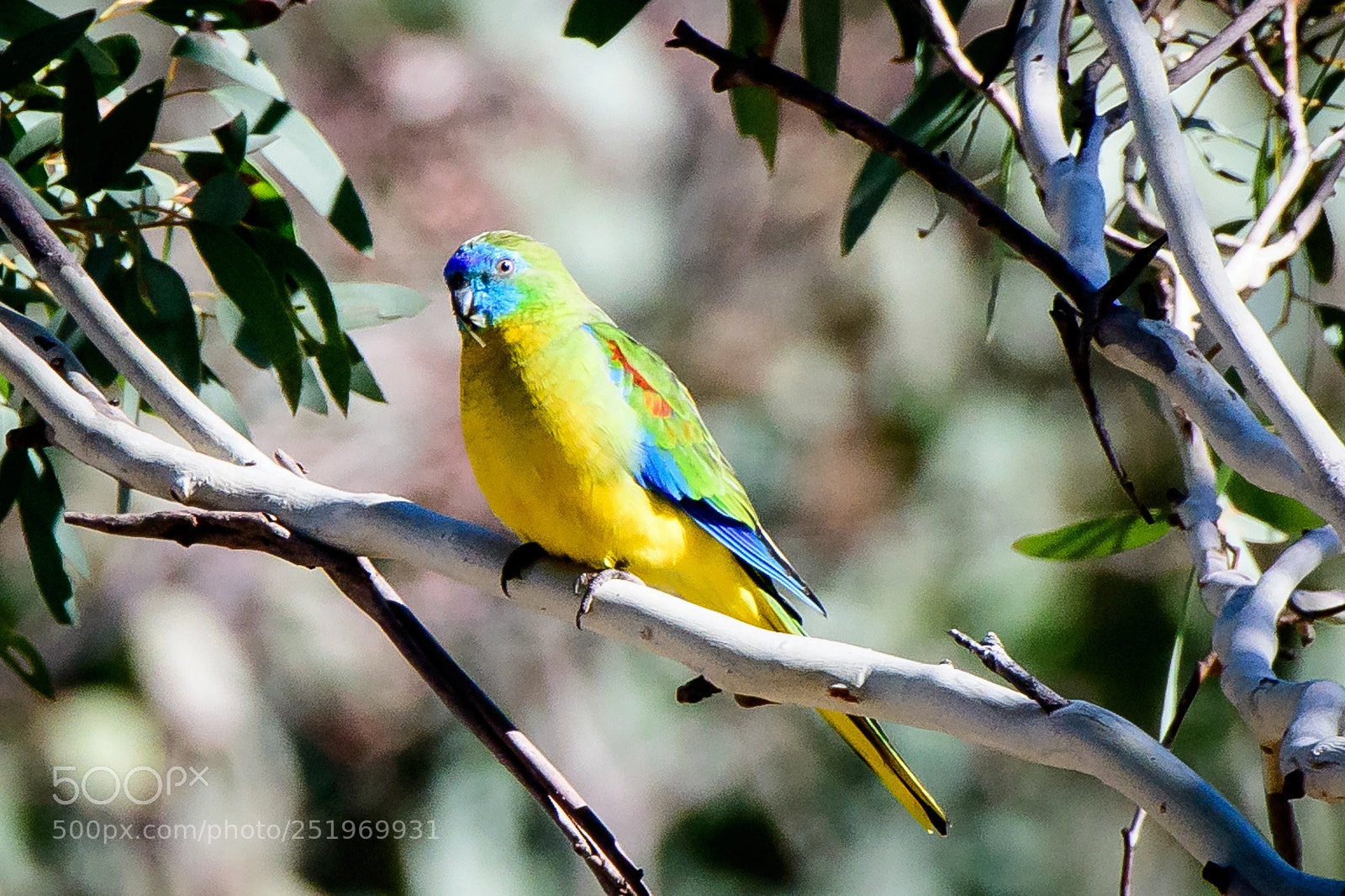 Nikon D500 sample photo. Turquoise parrot (male) photography
