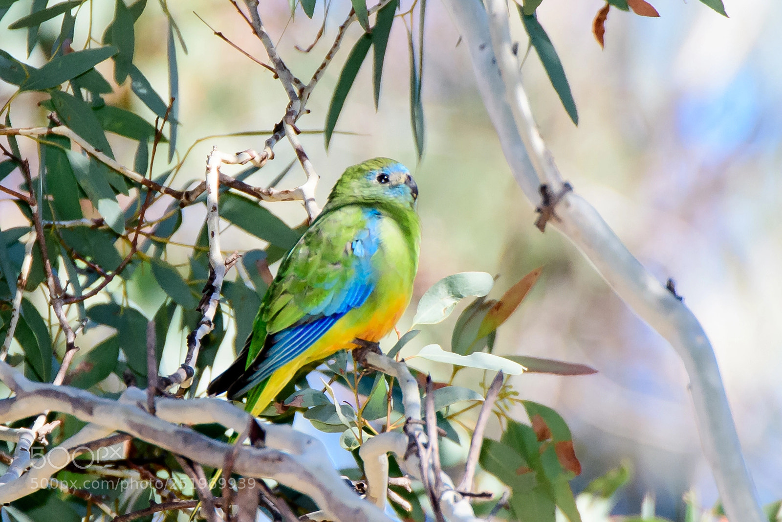 Nikon D500 sample photo. Turquoise parrot (female) photography