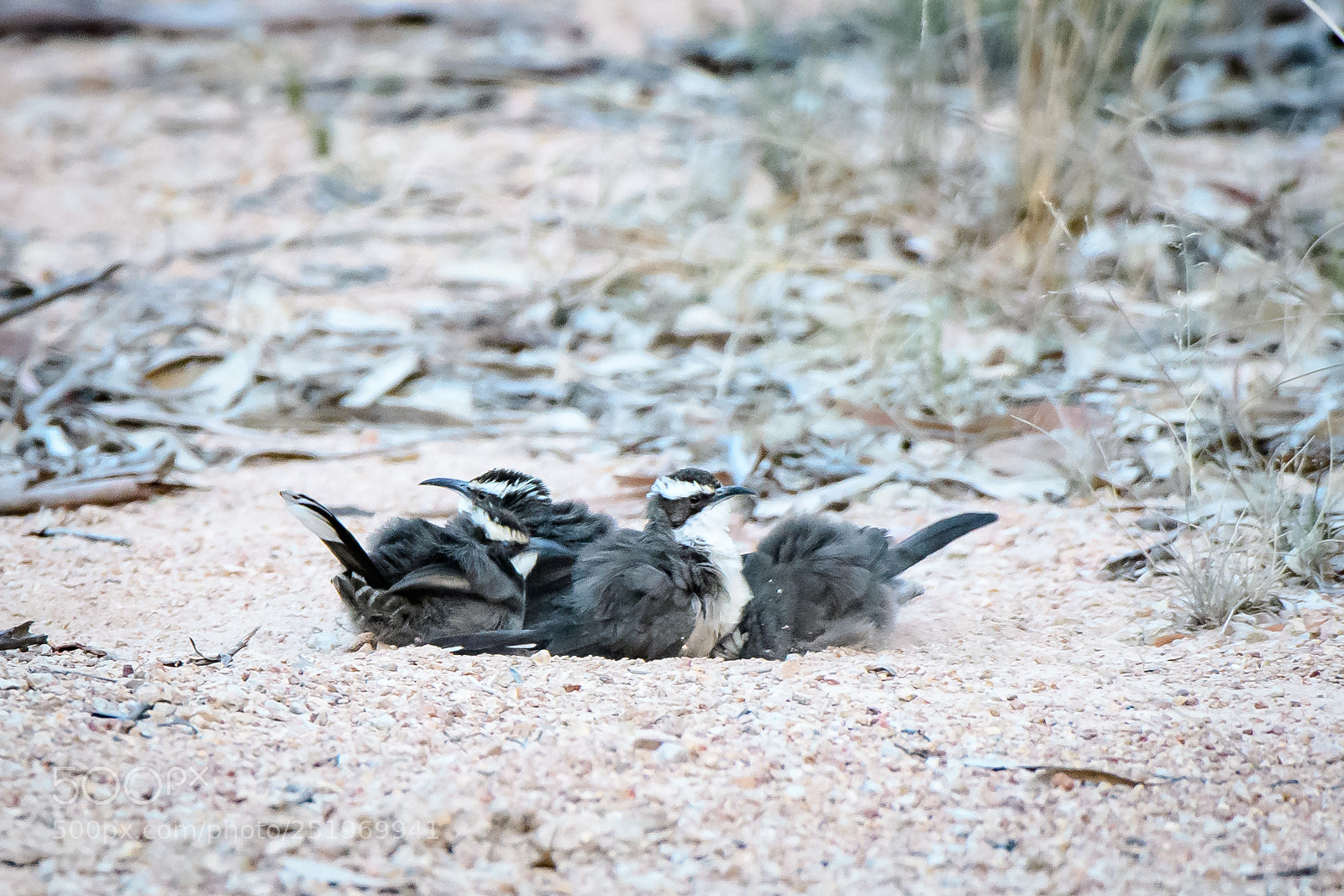 Nikon D500 sample photo. White-browed babbler (dust bathing) photography