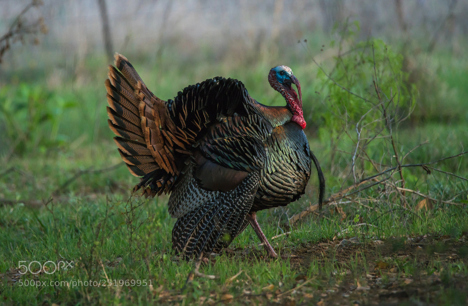 Sony a7R II sample photo. Hill country turkey photography