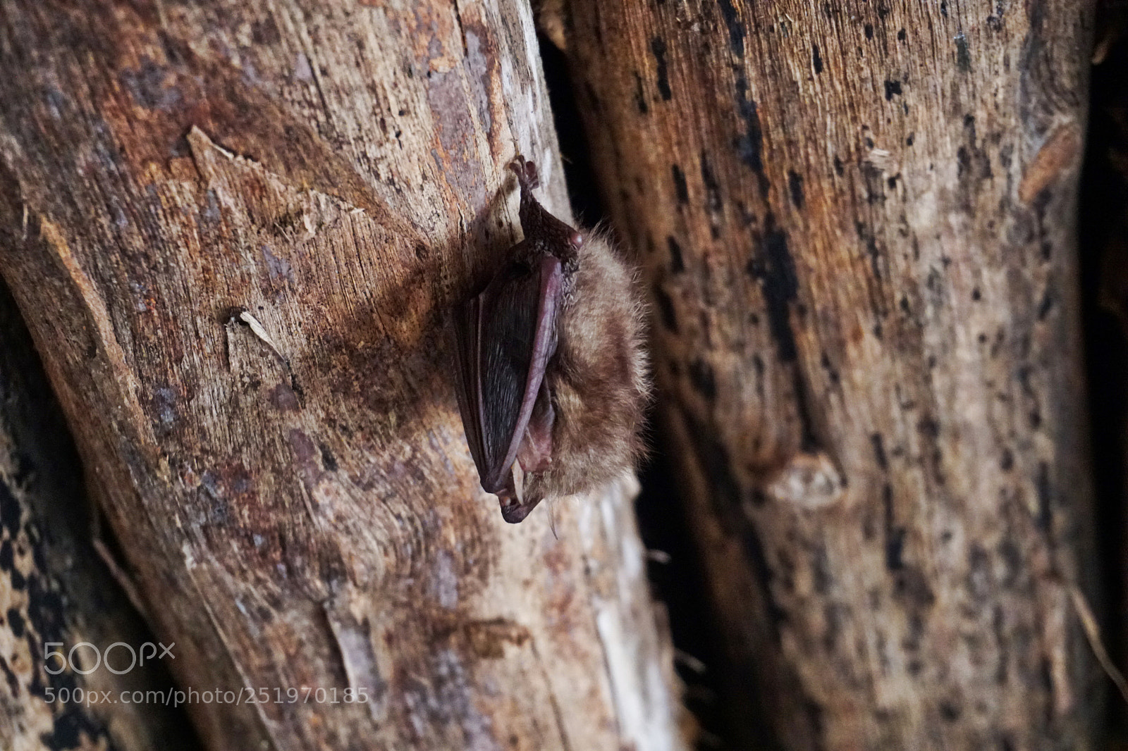 Sony a6500 sample photo. Bat in the hidden photography