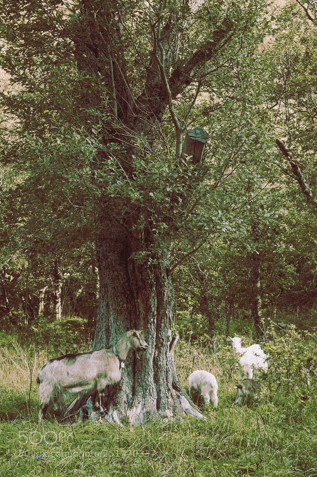 Canon EOS 500D (EOS Rebel T1i / EOS Kiss X3) sample photo. Goat photography