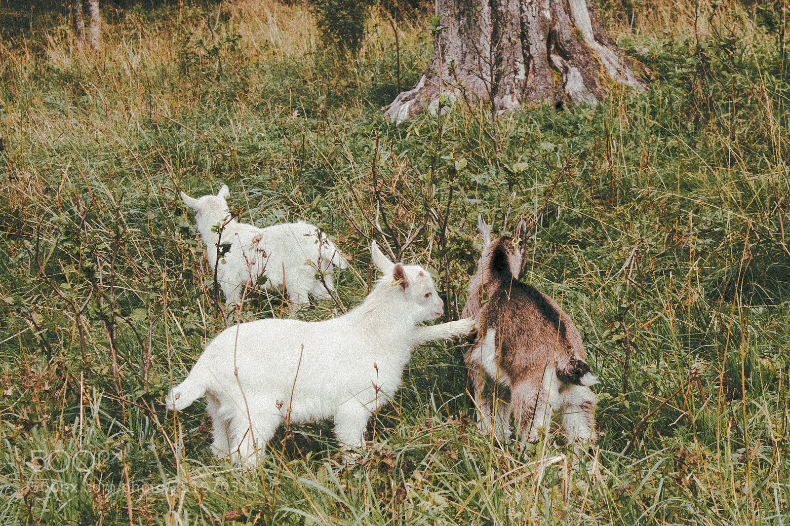 Canon EOS 500D (EOS Rebel T1i / EOS Kiss X3) sample photo. Goaties photography