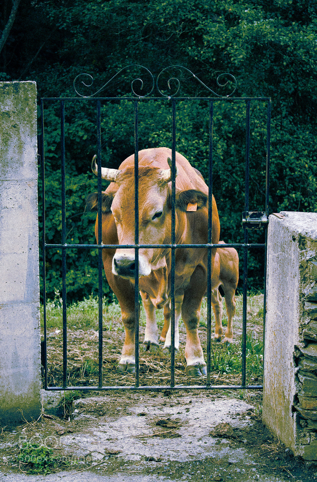 Canon EOS 500D (EOS Rebel T1i / EOS Kiss X3) sample photo. Cow photography